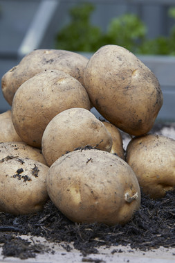 Potatoes