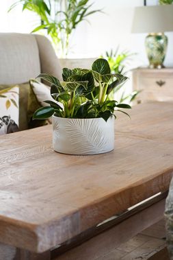 KEW STONEWARE SAGO PALM BOWL IVORY 24CM &pound;44.99