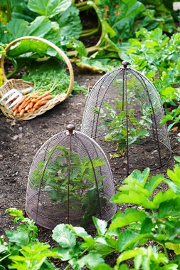OUTDOOR WIRED PLANT PROTECTOR BRONZE &pound;54.99 & OUTDOOR WIRED PLANT PROTECTOR BRONZE &pound;39.99