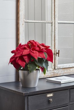 POINSETTIA PLANTER SILVER H10CM D12CM