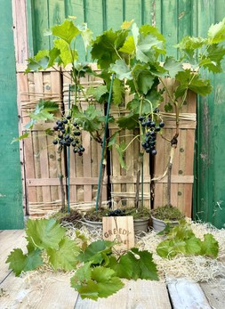 The Backyard Vineyard Crate